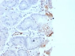 Von Willebrand Factor Antibody (rVWF/2480) - Azide and BSA Free, Novus Biologicals 100 &mu;g | Buy Online | Novus Biologicals | Fisher Scientific